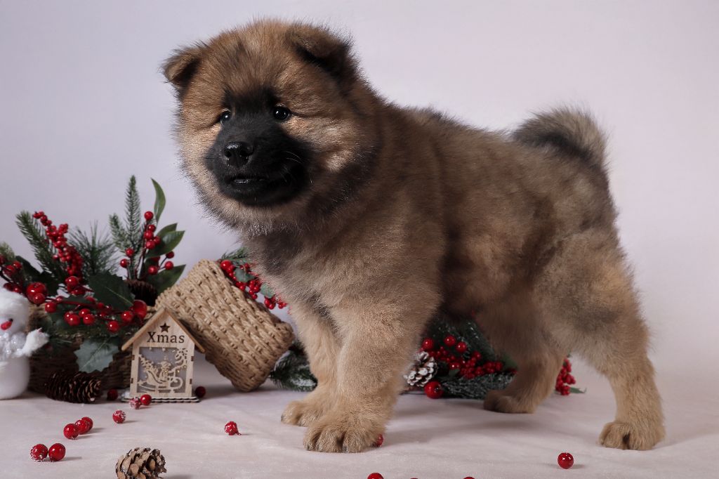 Des Vergers De Cleymes - Chiot disponible  - Eurasier