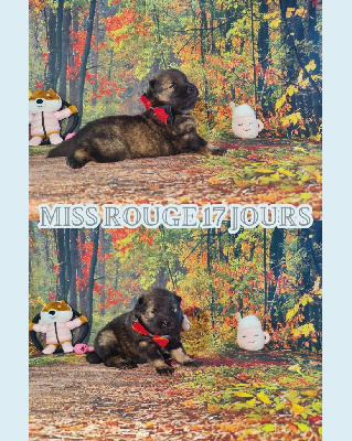 Miss Rouge