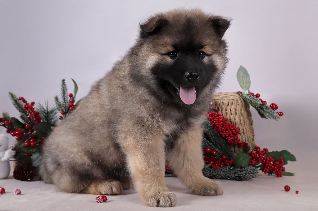 Des Vergers De Cleymes - Chiot disponible  - Eurasier