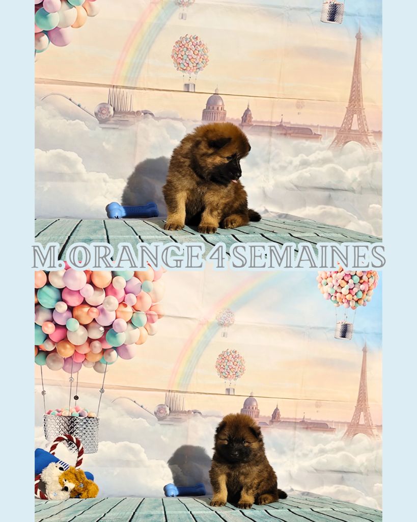 Des Vergers De Cleymes - Chiot disponible  - Eurasier