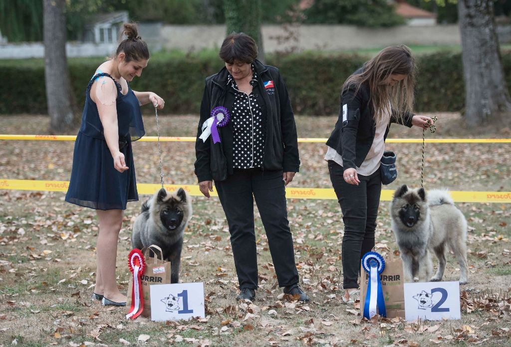 NE Eurasier 