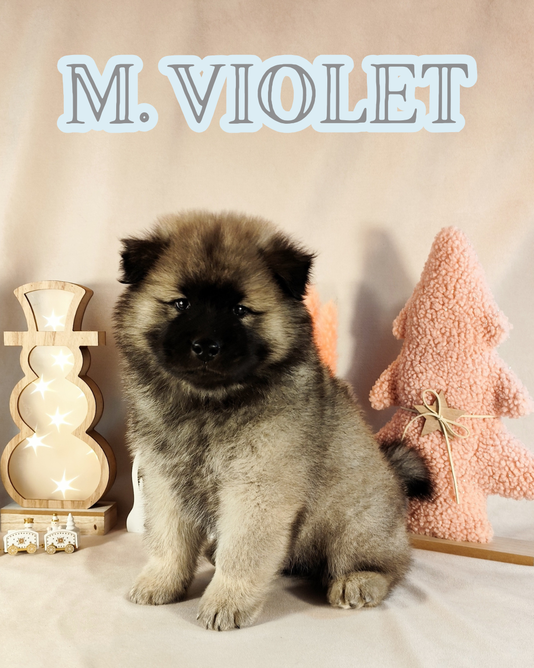 Des Vergers De Cleymes - Chiots disponibles - Eurasier