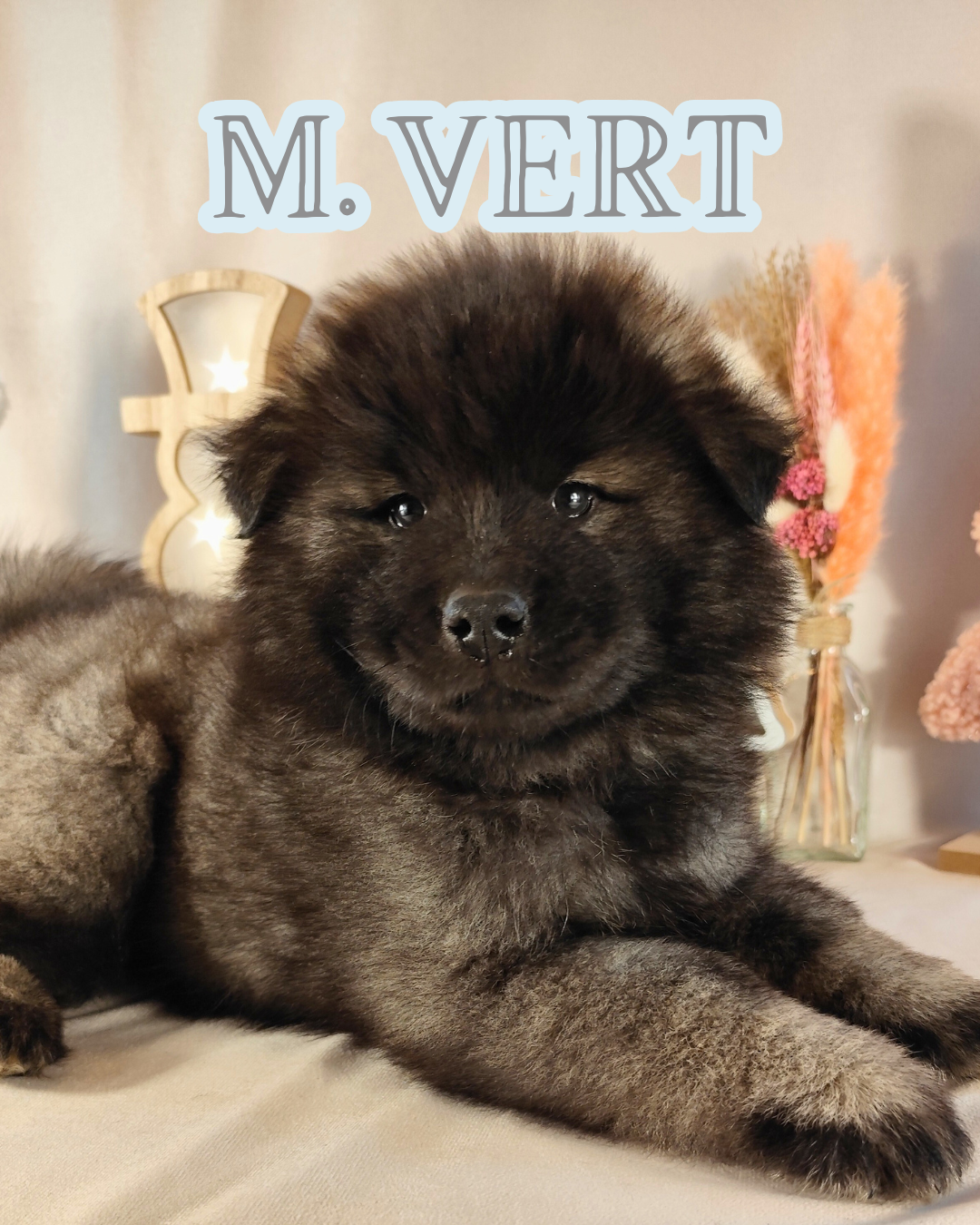 Des Vergers De Cleymes - Chiots disponibles - Eurasier