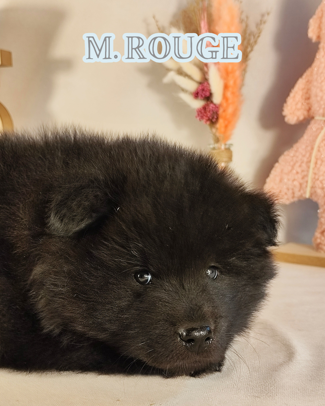 Des Vergers De Cleymes - Chiots disponibles - Eurasier