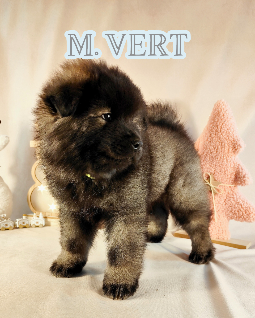 Chiot Eurasier Des Vergers De Cleymes