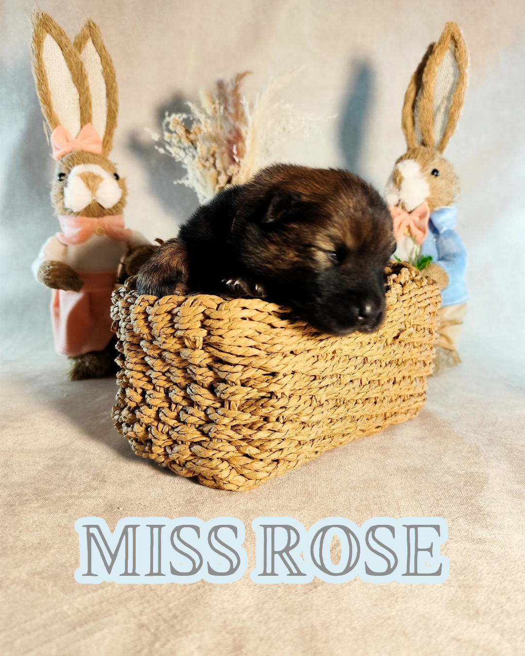 Des Vergers De Cleymes - Chiots disponibles - Eurasier