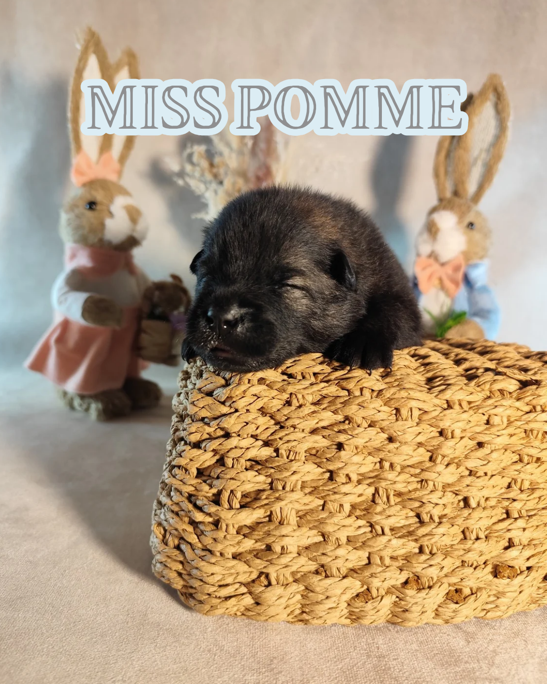 Des Vergers De Cleymes - Chiots disponibles - Eurasier