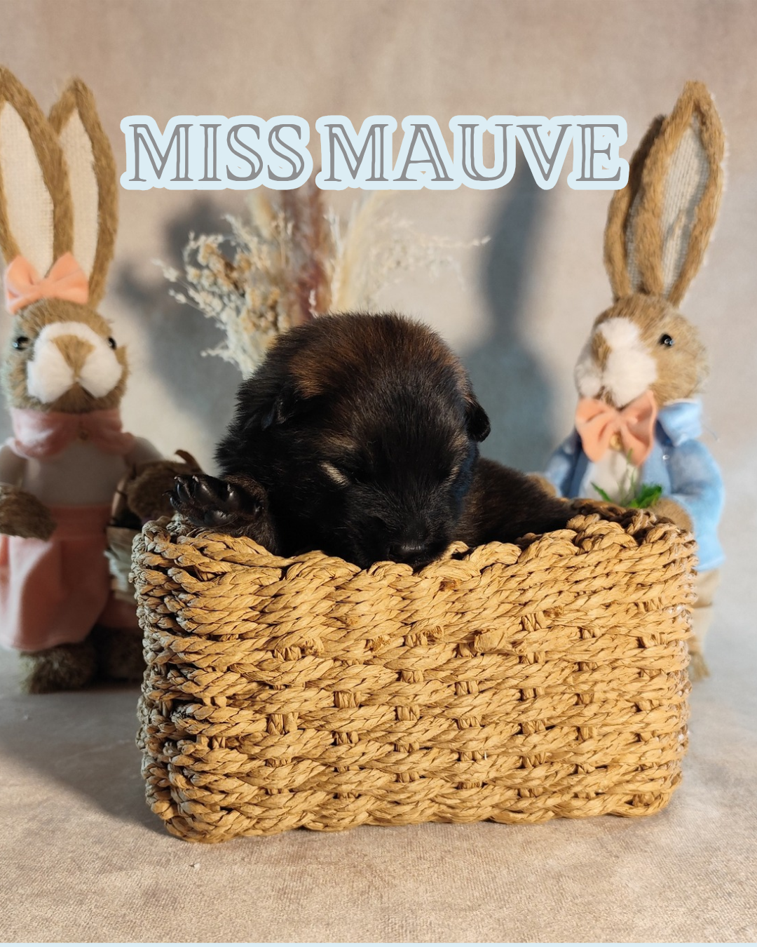 Des Vergers De Cleymes - Chiots disponibles - Eurasier