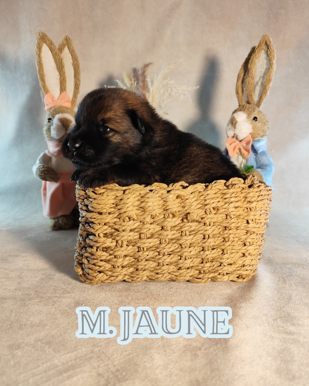 Des Vergers De Cleymes - Chiots disponibles - Eurasier