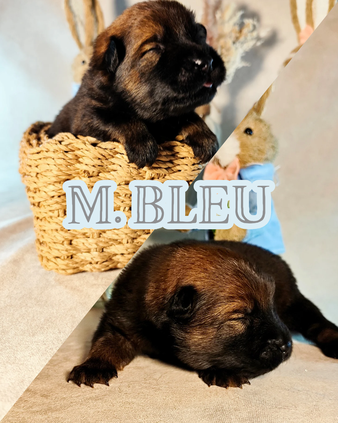 Des Vergers De Cleymes - Chiots disponibles - Eurasier
