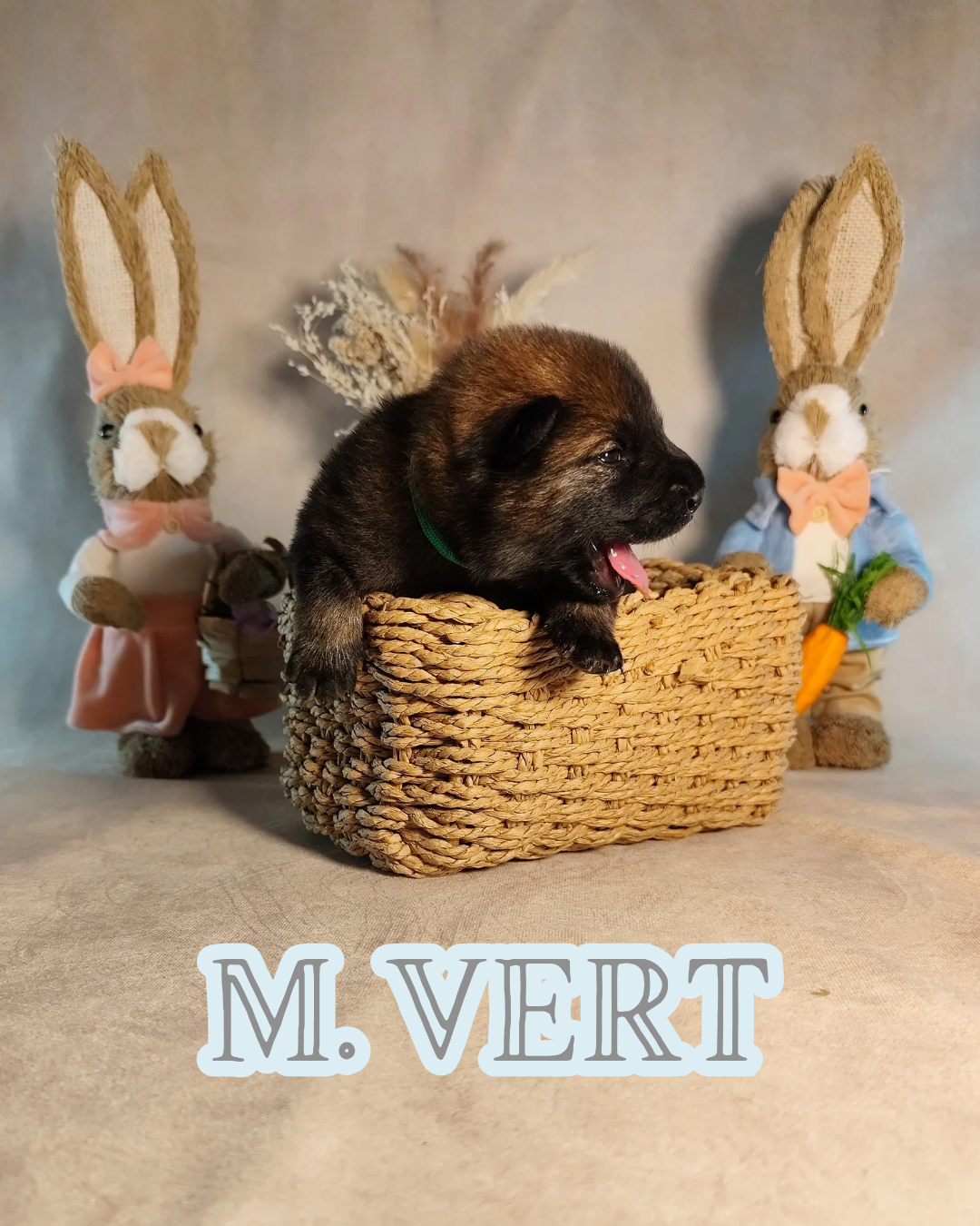 Des Vergers De Cleymes - Chiots disponibles - Eurasier