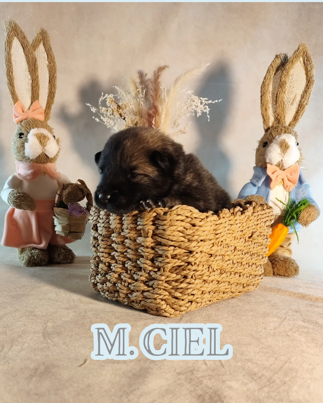 Des Vergers De Cleymes - Chiots disponibles - Eurasier