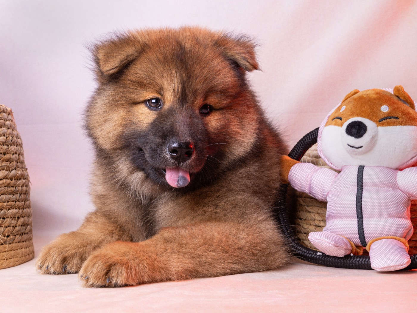 Des Vergers De Cleymes - Eurasier - Portée née le 26/05/2026