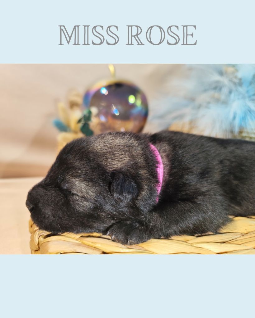 Des Vergers De Cleymes - Chiots disponibles - Eurasier