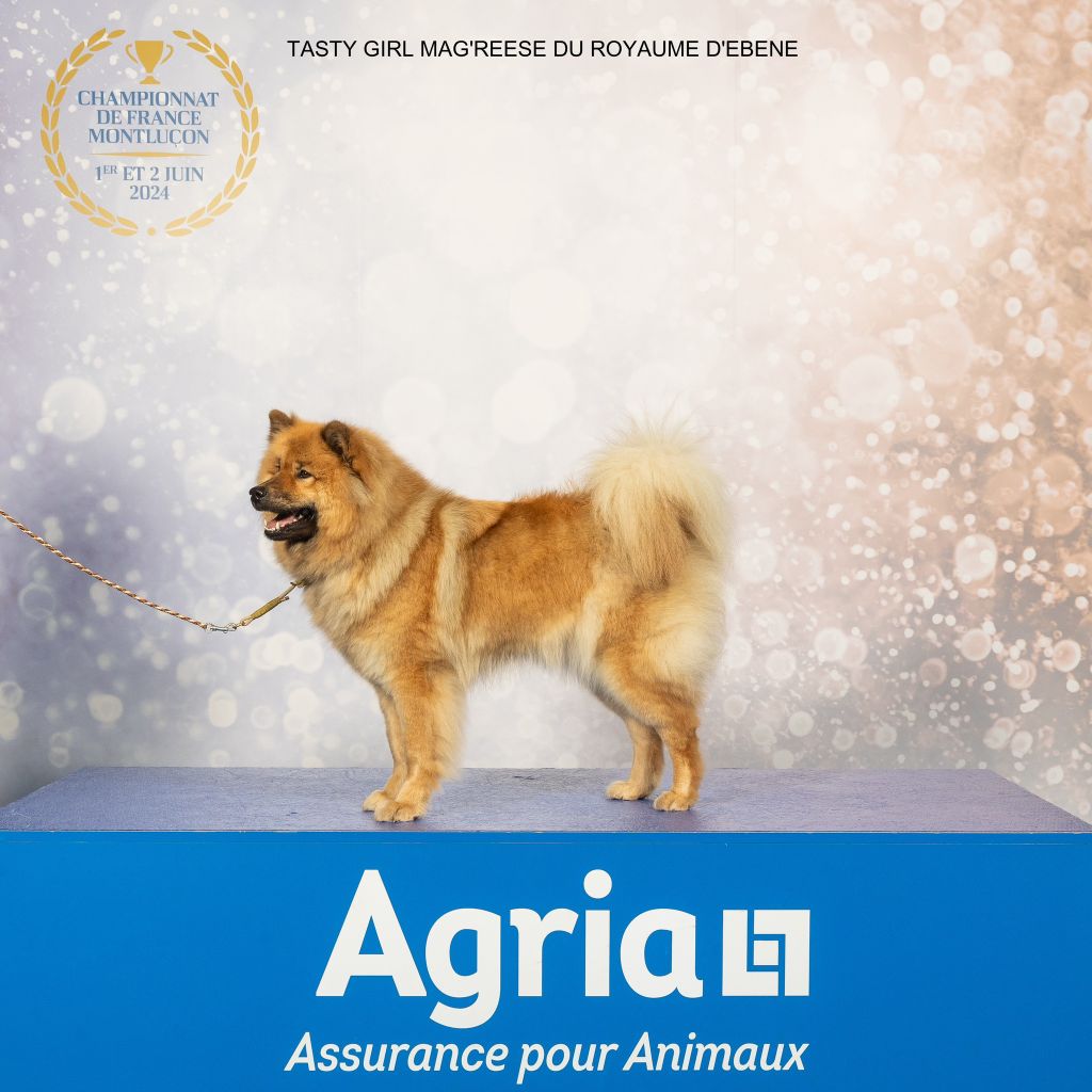 Chiot Eurasier Des Vergers De Cleymes