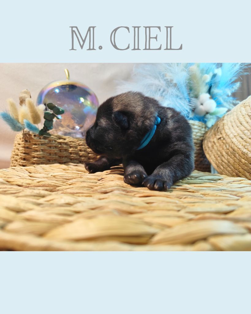 Des Vergers De Cleymes - Chiots disponibles - Eurasier