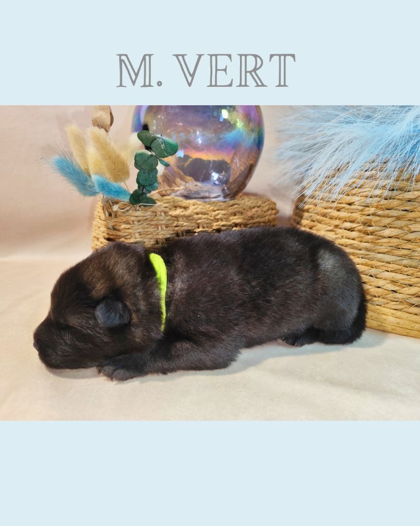 Des Vergers De Cleymes - Chiots disponibles - Eurasier