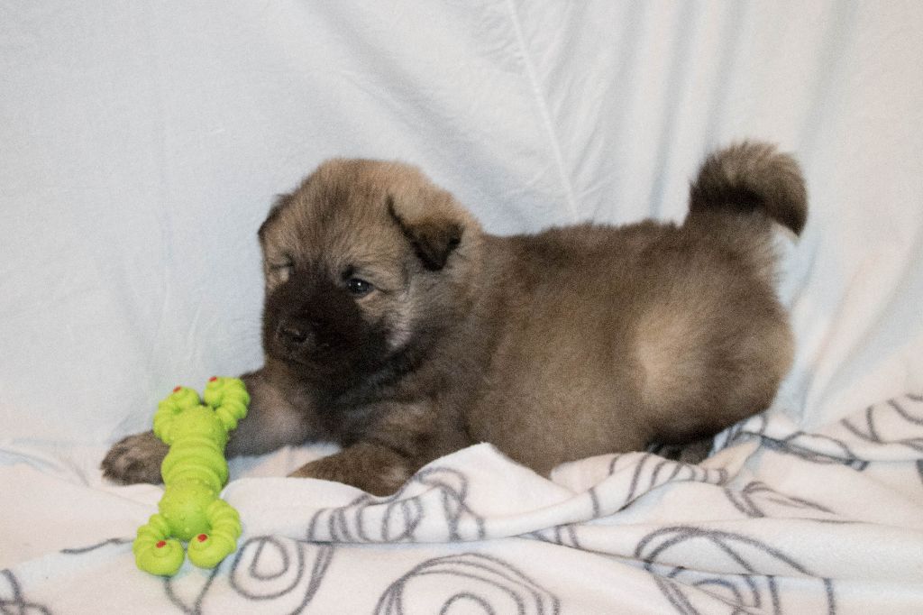 Des Vergers De Cleymes - Eurasier - Portée née le 17/04/2018