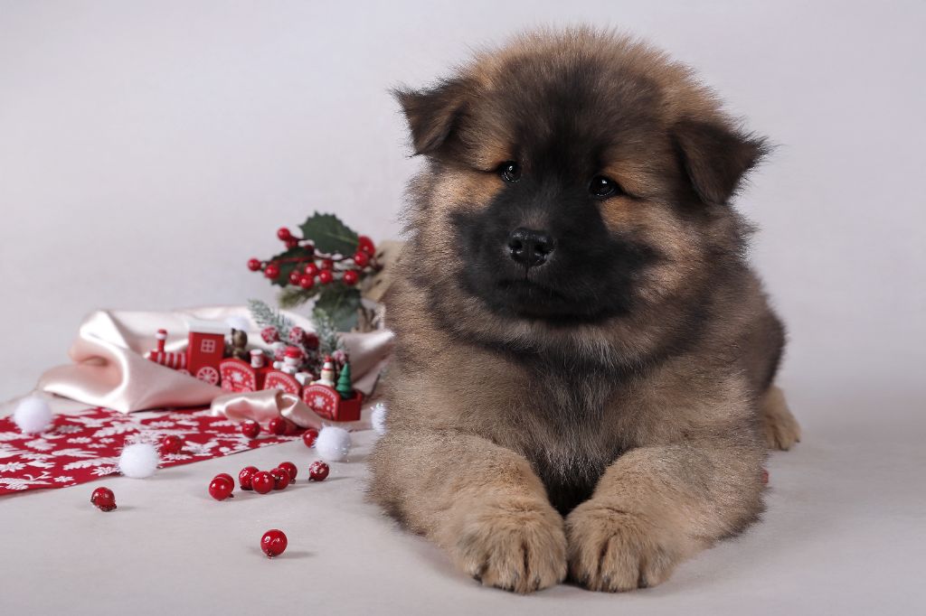 Chiot Eurasier Des Vergers De Cleymes