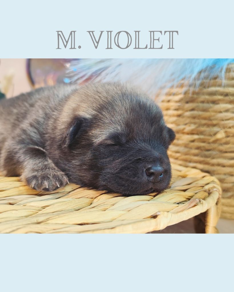 Des Vergers De Cleymes - Chiots disponibles - Eurasier