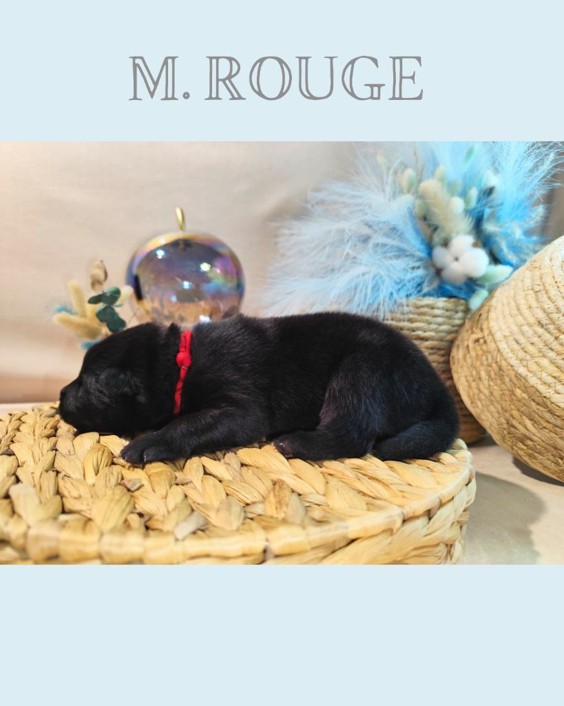 Des Vergers De Cleymes - Chiots disponibles - Eurasier