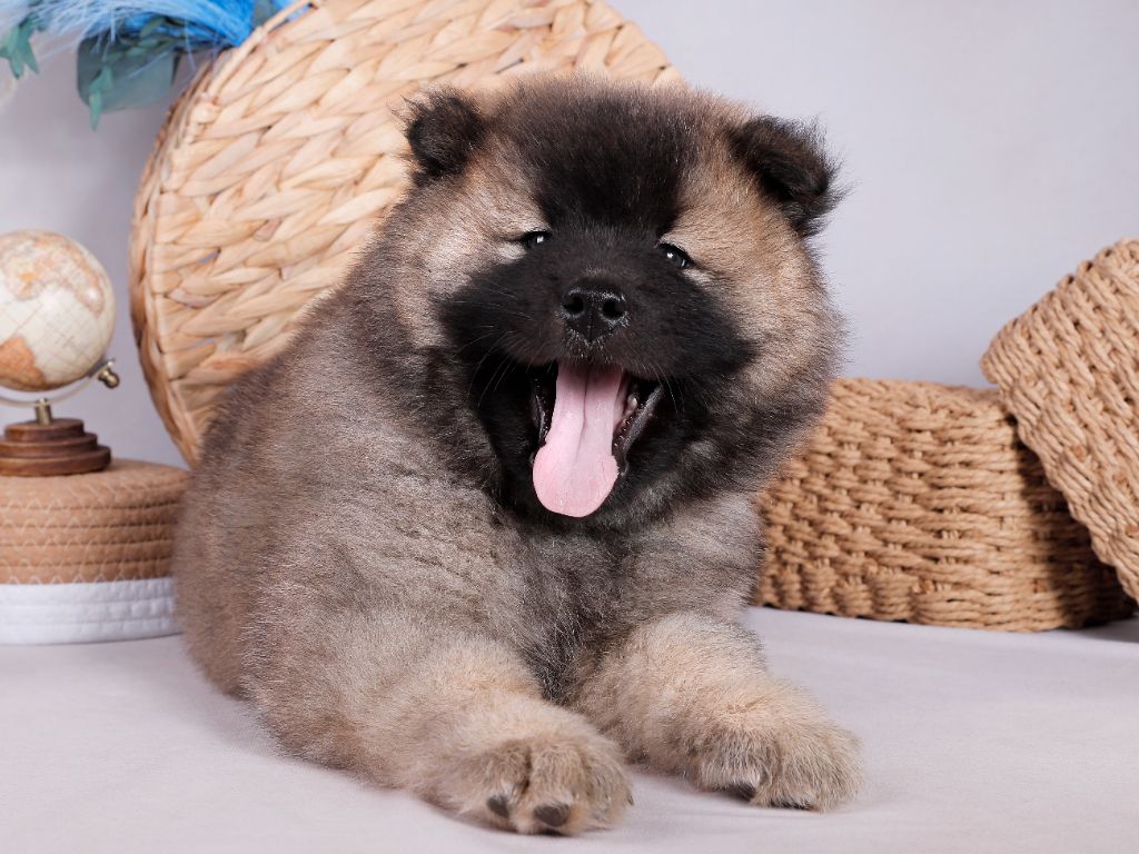 Chiot Eurasier Des Vergers De Cleymes
